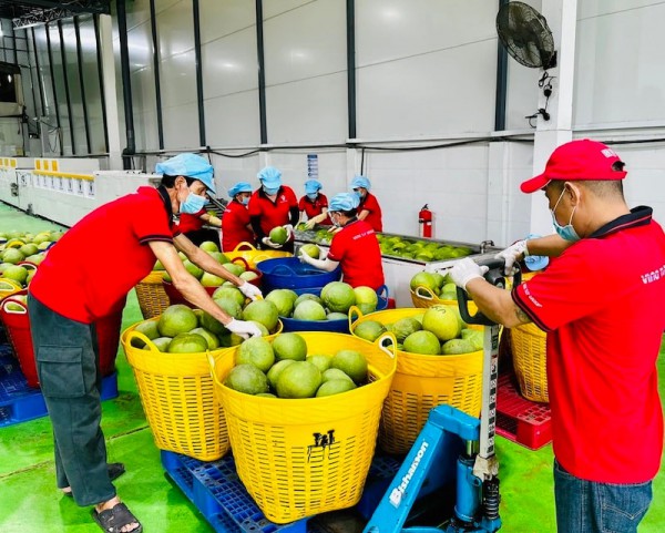 "Chìa khoá" cho doanh nghiệp xuất khẩu bưởi, chanh tăng tốc "Chìa khoá" cho doanh nghiệp xuất khẩu bưởi, chanh tăng tốc