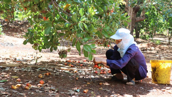 Đồng Nai: Nơi có hạt điều 'ngon nhất thế giới'