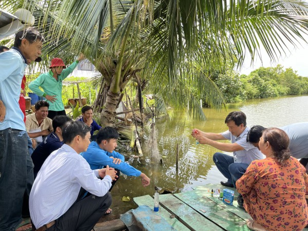 Làm giàu từ nuôi sò huyết dưới tán rừng ở miệt Thứ, An Giang