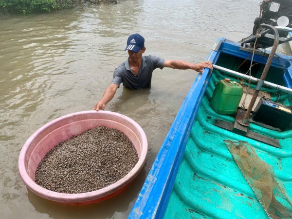 Làm giàu từ nuôi sò huyết dưới tán rừng ở miệt Thứ, An Giang
