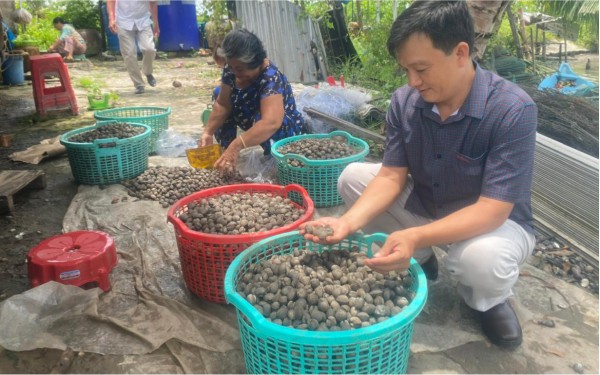 Làm giàu từ nuôi sò huyết dưới tán rừng ở miệt Thứ, An Giang