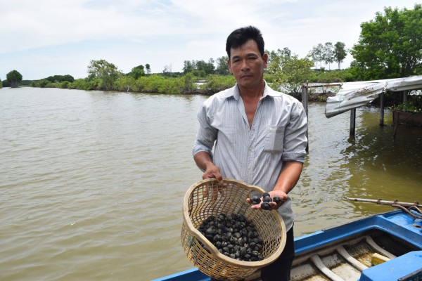 Làm giàu từ nuôi sò huyết dưới tán rừng ở miệt Thứ, An Giang