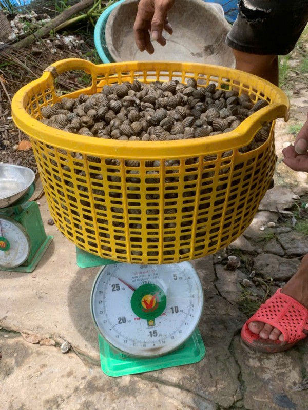 Làm giàu từ nuôi sò huyết dưới tán rừng ở miệt Thứ, An Giang