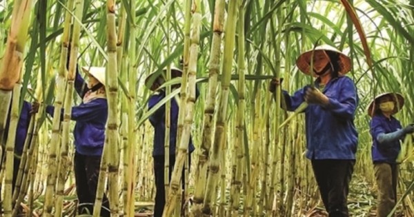 Cơ chế thu hút doanh nghiệp mía đường vào "cuộc đua" giảm phát thải