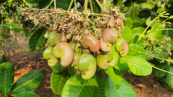 Đồng Nai: Nơi có hạt điều 'ngon nhất thế giới'