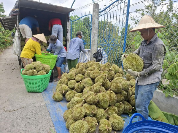 Đồng Tháp kiến nghị 'gỡ vướng' xuất khẩu sầu riêng sang Trung Quốc