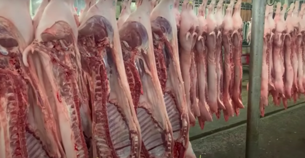 Giá heo hơi hôm nay 15.5.2026: Bình quân 68.000 đồng/kg