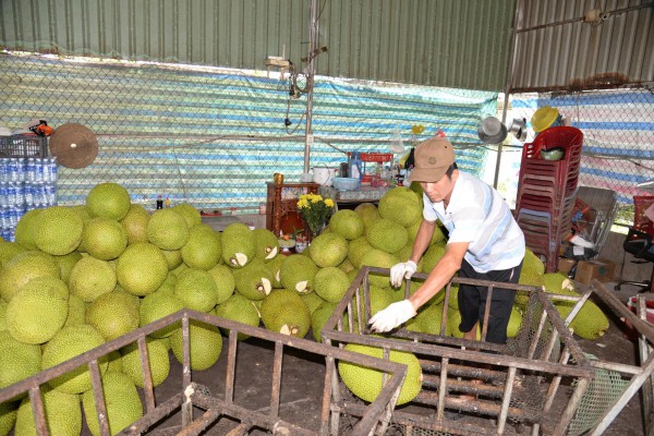 Giá mít liên tục lao dốc, nông dân gặp khó Giá mít liên tục lao dốc, nông dân gặp khó