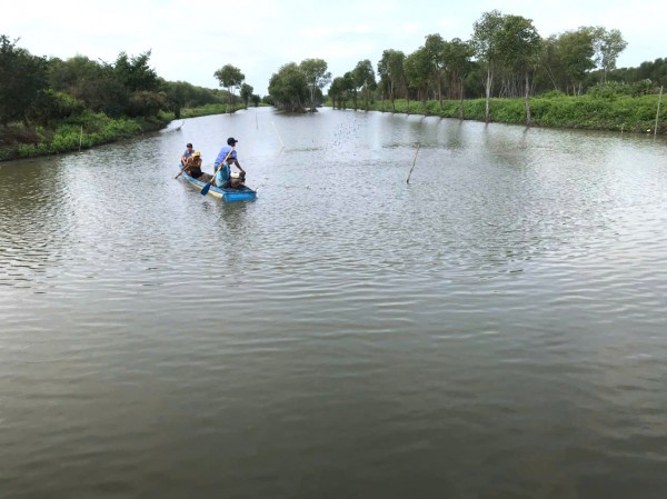 Làm giàu từ nuôi sò huyết dưới tán rừng ở miệt Thứ, An Giang