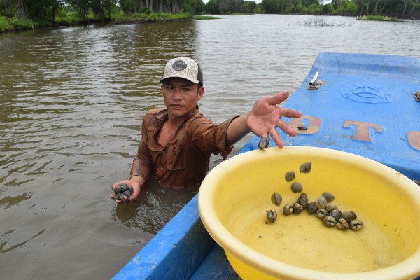 Làm giàu từ nuôi sò huyết dưới tán rừng ở miệt Thứ, An Giang