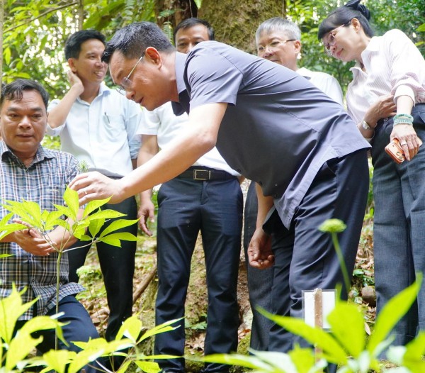 THACO bắt tay Đà Nẵng phát triển vùng sâm Ngọc Linh 8.000 ha