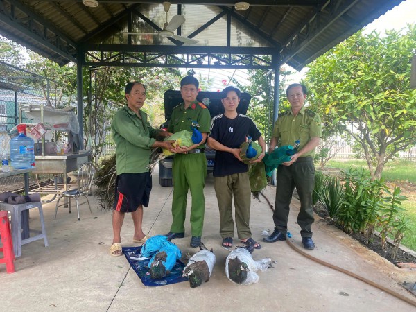 TP.HCM: Người dân tự nguyện bàn giao 9 con chim công Ấn Độ quý hiếm TP.HCM: Người dân tự nguyện bàn giao 9 con chim công Ấn Độ quý hiếm
