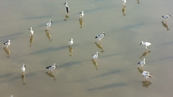 Xác định đàn chim xuất hiện ở Quảng Ngãi là cò nhạn, không phải sếu cổ đen