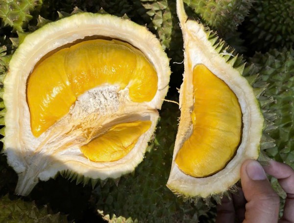 Xứ sở của Musang King tăng nhập sầu riêng Việt Nam Xứ sở của Musang King tăng nhập sầu riêng Việt Nam