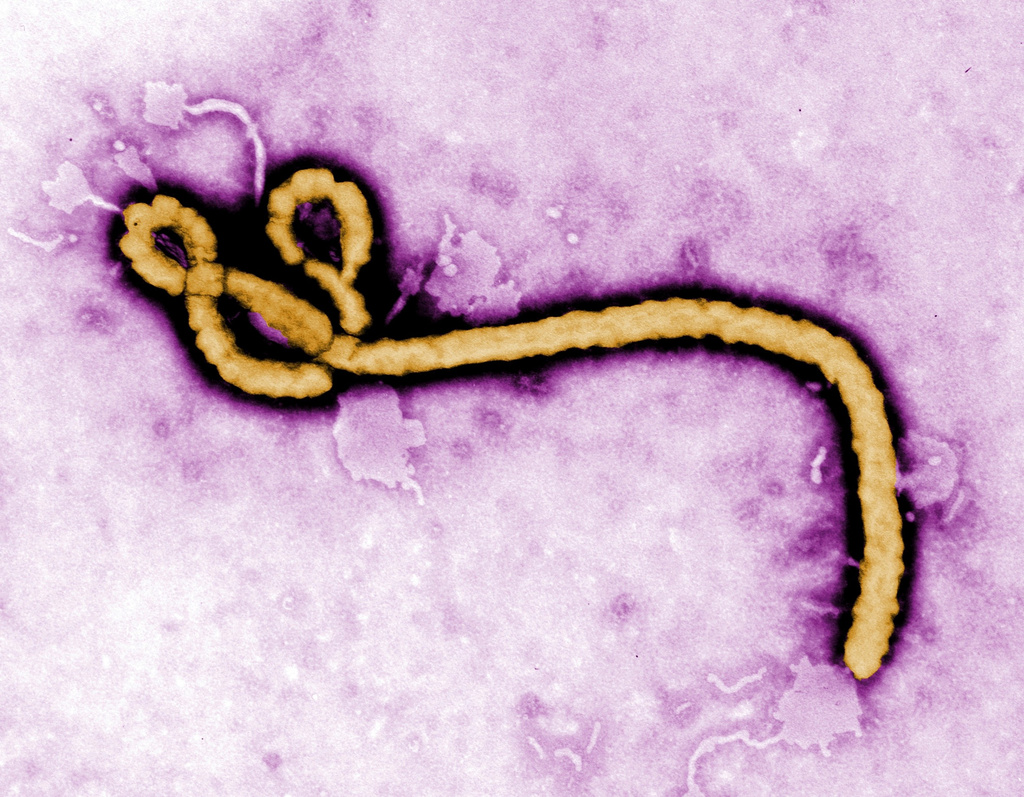 Nguy cơ lây lan virus Ebola xuyên biên giới - Ảnh 1.