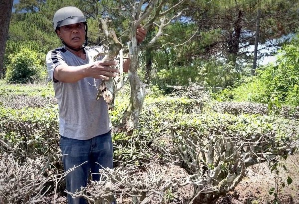 Thu không đủ trả tiền công, làm sao giữ vùng chè Biển Hồ?