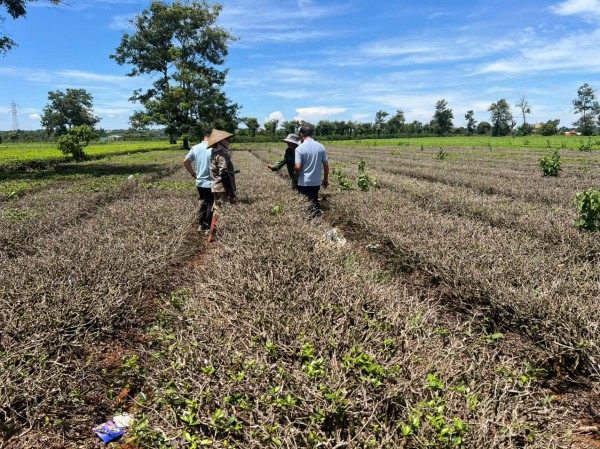 Thu không đủ trả tiền công, làm sao giữ vùng chè Biển Hồ?