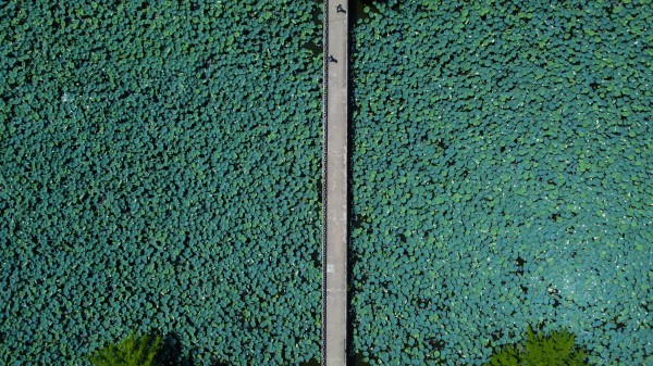 Vào hồ ngự uyển Kinh thành Huế xem thợ thức sớm 'gửi trà' vào búp sen tiến vua
