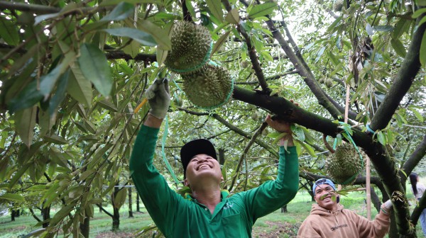 Thợ 'gõ' sầu riêng