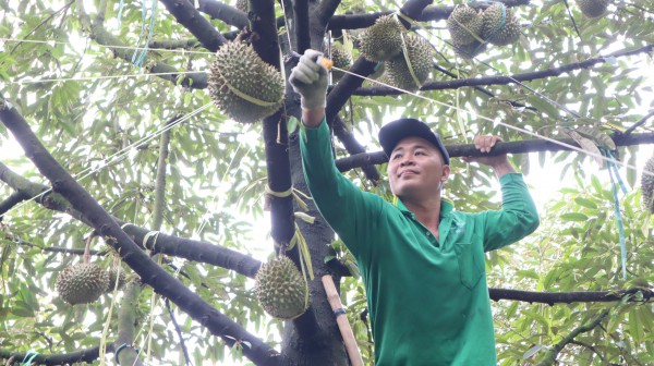 Thợ 'gõ' sầu riêng