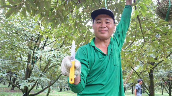 Thợ 'gõ' sầu riêng