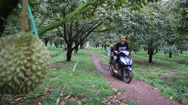 Thợ 'gõ' sầu riêng