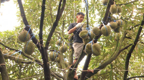 Thợ 'gõ' sầu riêng