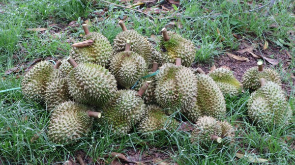 Thợ 'gõ' sầu riêng