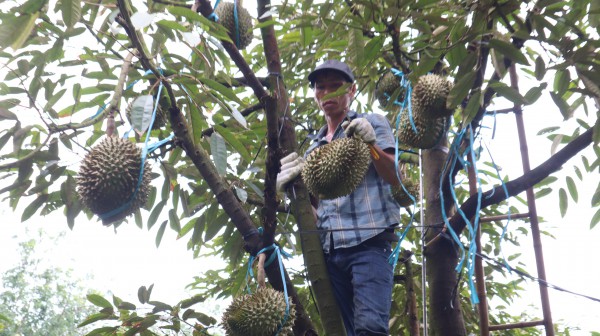 Thợ 'gõ' sầu riêng