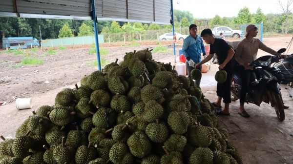 Thợ 'gõ' sầu riêng