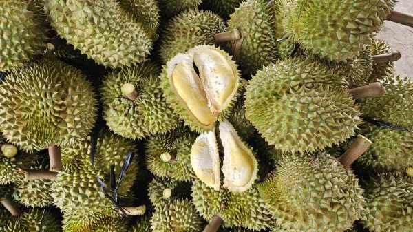 Thợ 'gõ' sầu riêng