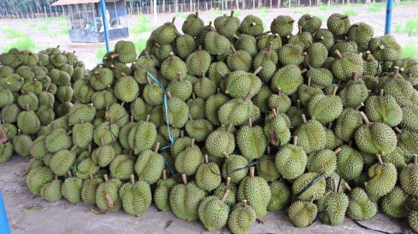 Thợ 'gõ' sầu riêng
