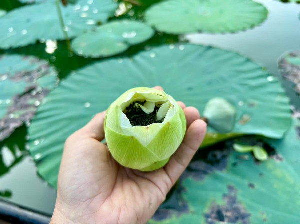 Vào đảo Bồng Lai thưởng trà, ăn món ngon từ sen Huế Vào đảo Bồng Lai thưởng trà, ăn món ngon từ sen Huế
