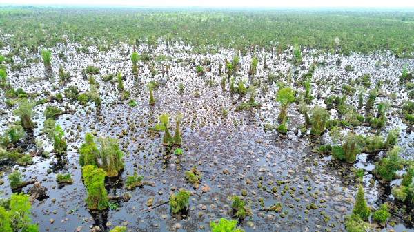 Gần 860 ha rừng tại U Minh Hạ suy thoái, suy kiệt chưa rõ nguyên nhân