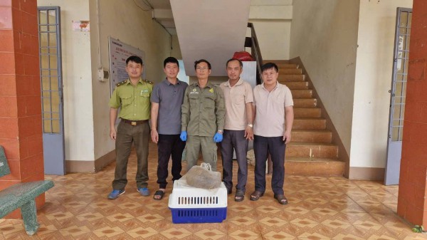 Đồng Nai: Thăm vườn, người dân bất ngờ phát hiện tê tê Java quý hiếm