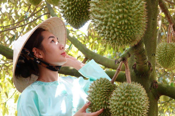 Ấn Độ sẽ là 'mỏ vàng' mới của sầu riêng Việt Nam? Ấn Độ sẽ là 'mỏ vàng' mới của sầu riêng Việt Nam?