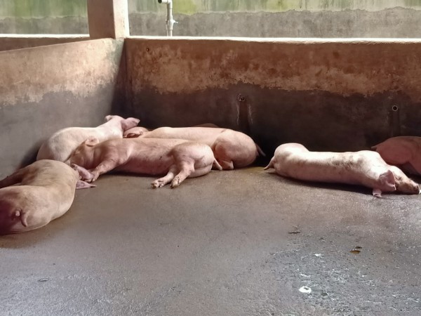 Đồng Nai: Tiêu hủy gần 2.000 con heo để ngăn ngừa dịch tả heo châu Phi