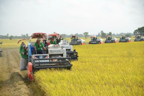 Thực phẩm dồi dào, giá giảm mạnh