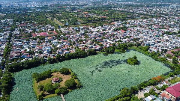 Vào hồ ngự uyển Kinh thành Huế xem thợ thức sớm 'gửi trà' vào búp sen tiến vua