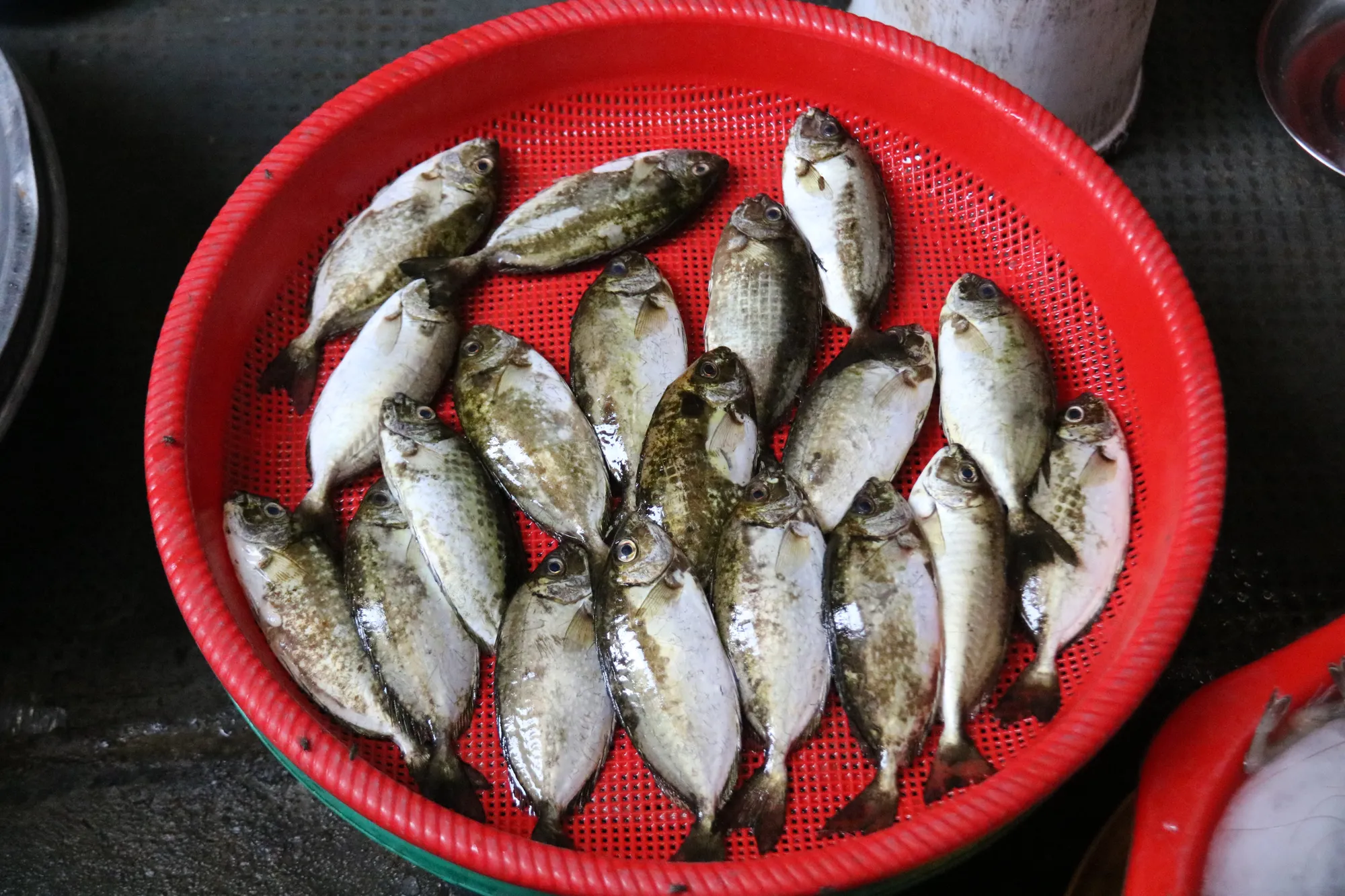 Về làng Chuồn ăn bánh khoái cá kình